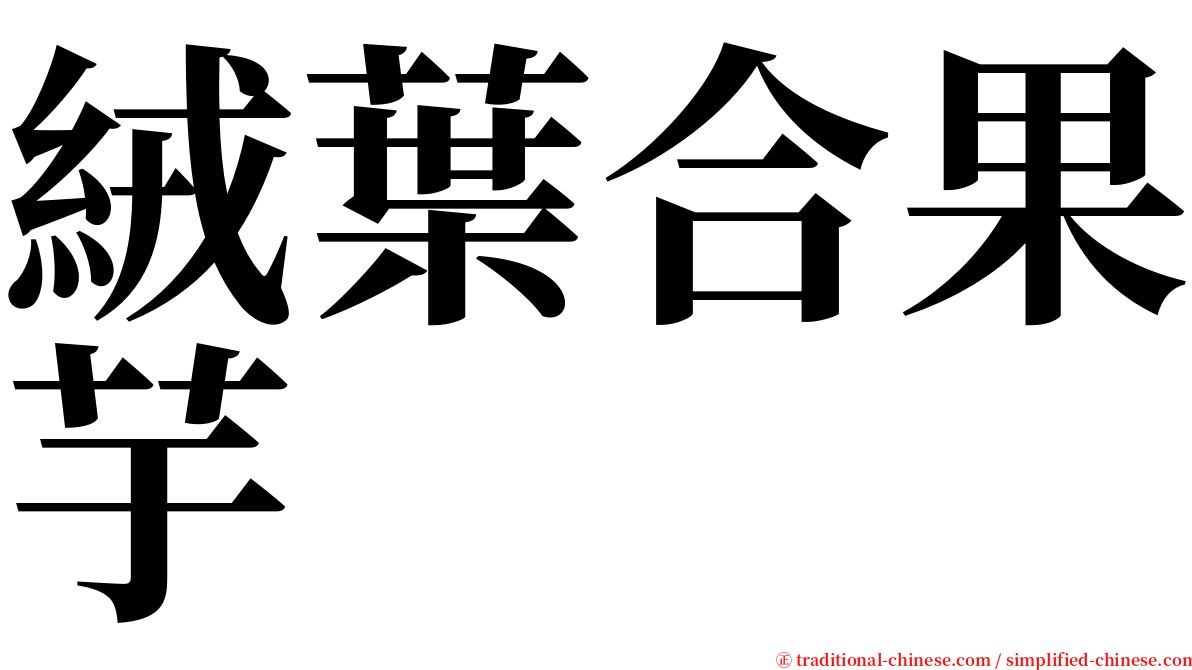 絨葉合果芋 serif font