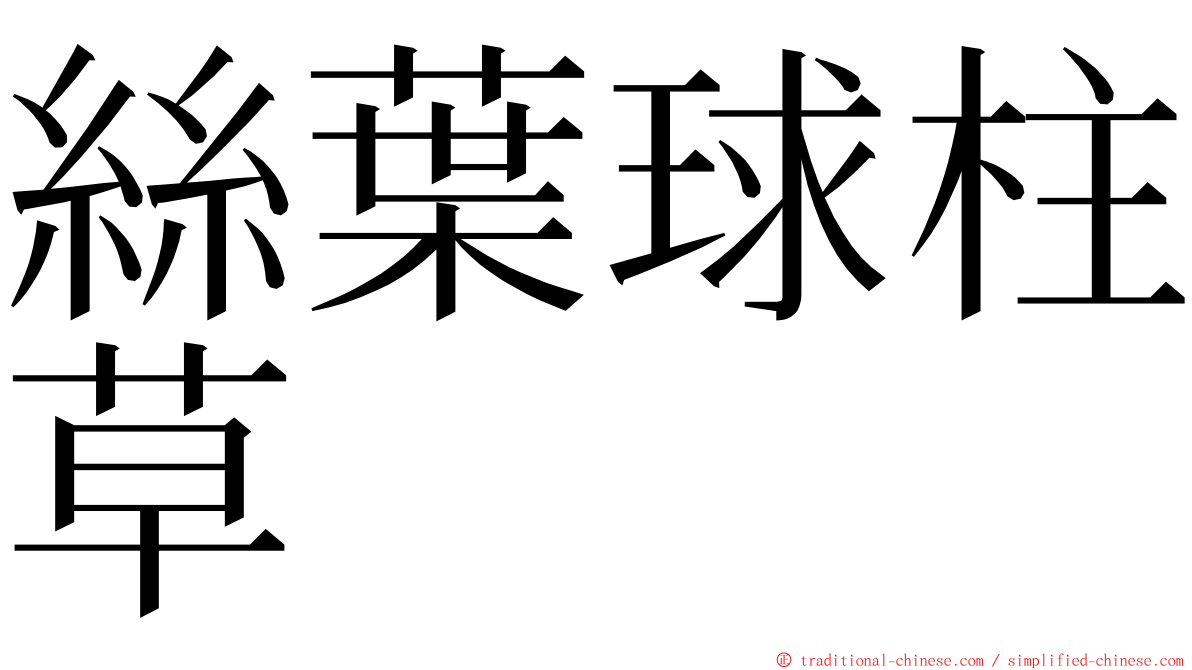 絲葉球柱草 ming font