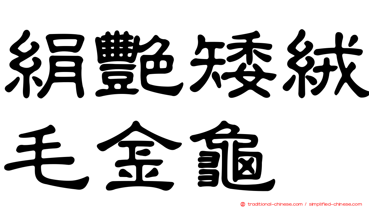 絹艷矮絨毛金龜