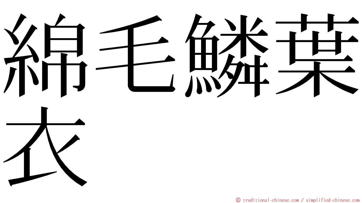 綿毛鱗葉衣 ming font