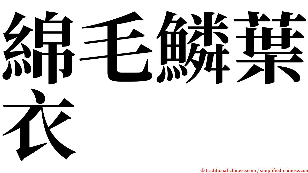 綿毛鱗葉衣 serif font