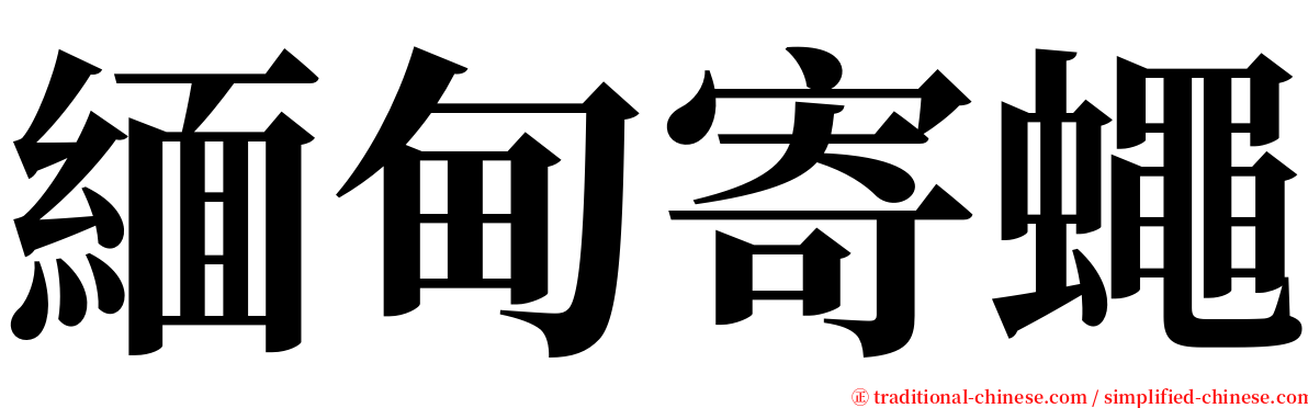 緬甸寄蠅 serif font