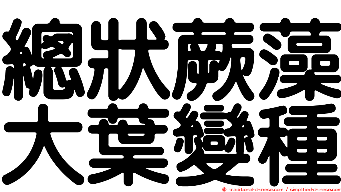 總狀蕨藻大葉變種