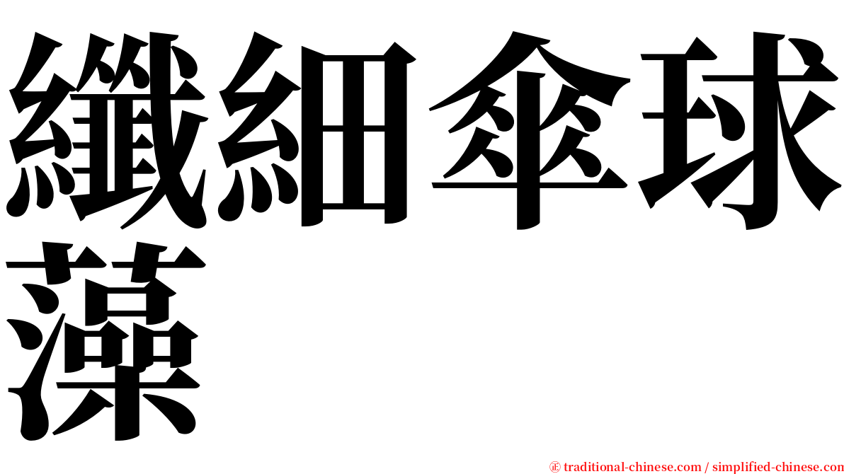 纖細傘球藻 serif font