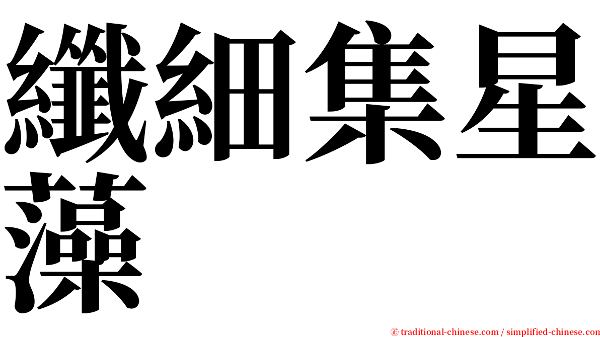 纖細集星藻 serif font