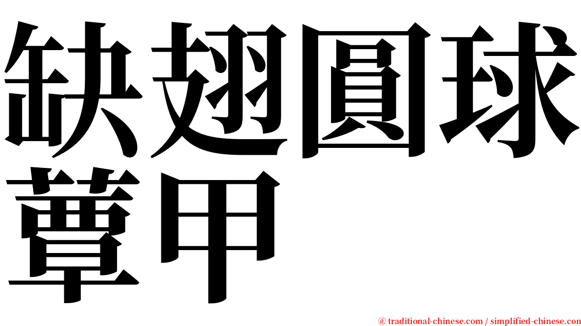 缺翅圓球蕈甲 serif font