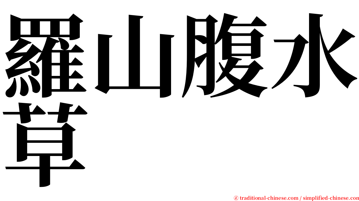 羅山腹水草 serif font