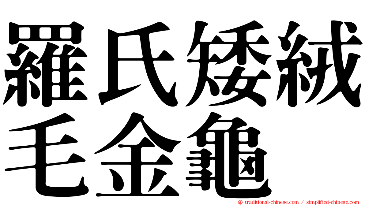 羅氏矮絨毛金龜