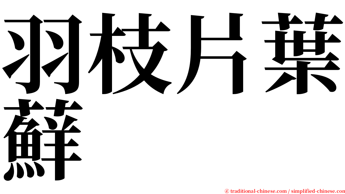 羽枝片葉蘚 serif font