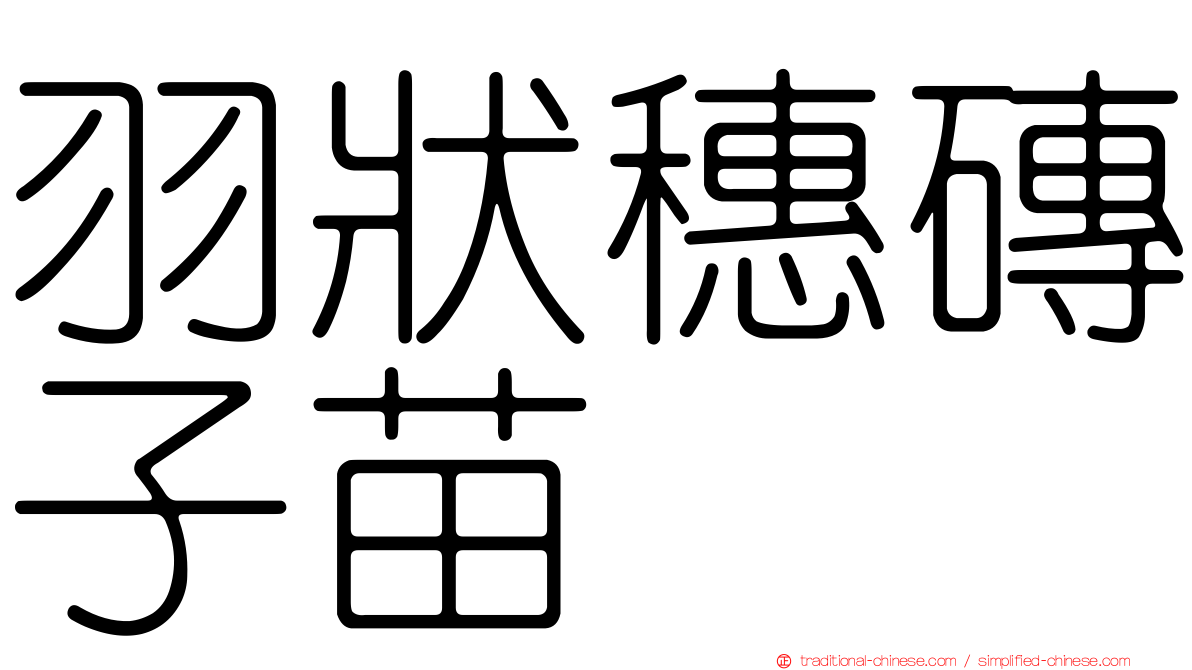 羽狀穗磚子苗