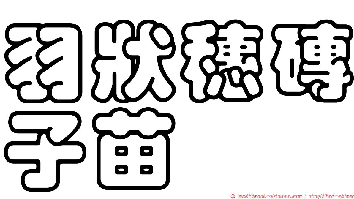 羽狀穗磚子苗