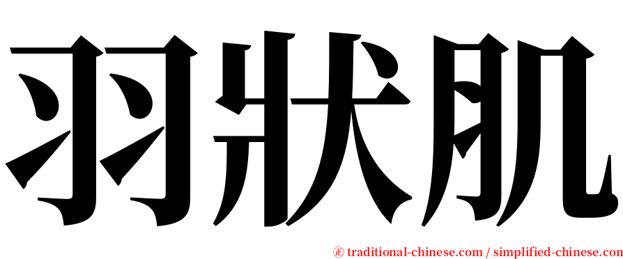 羽狀肌 serif font