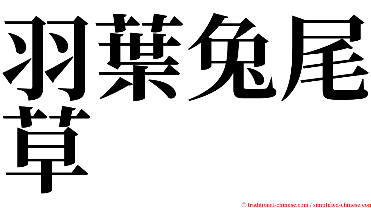 羽葉兔尾草 serif font