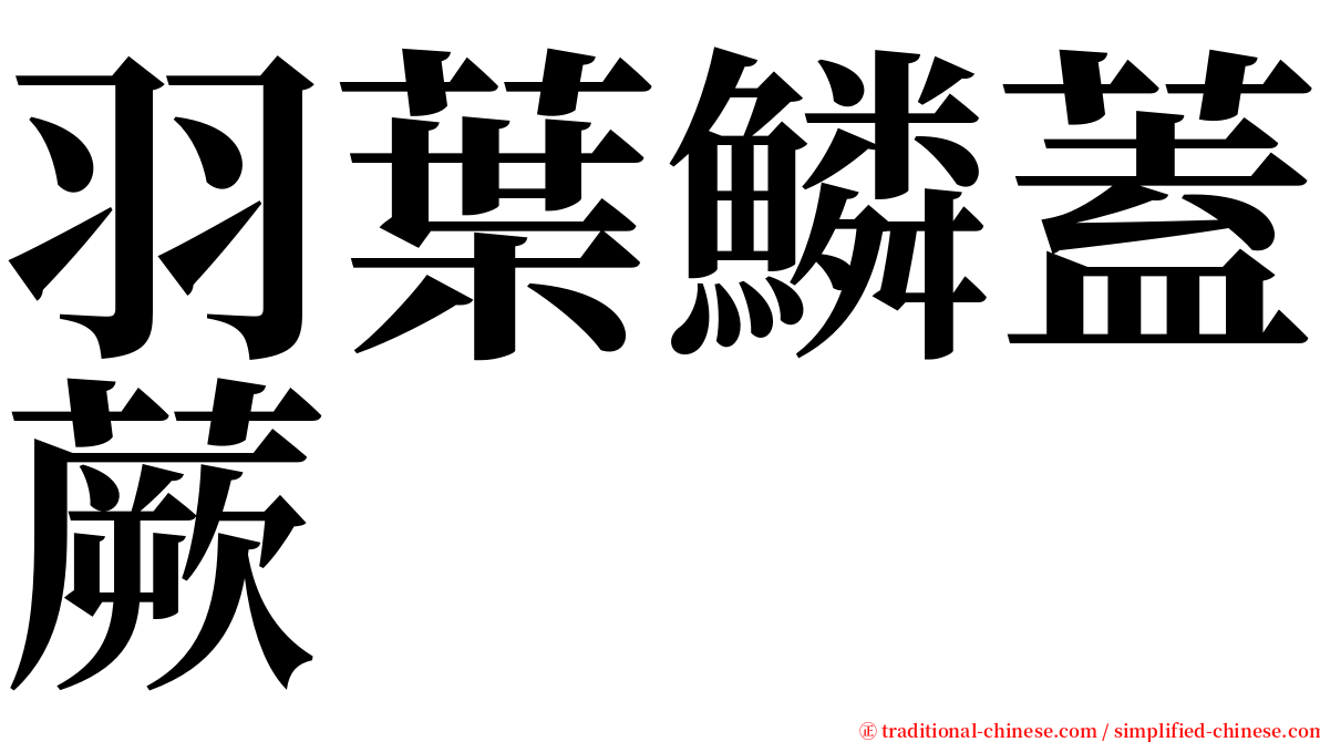 羽葉鱗蓋蕨 serif font