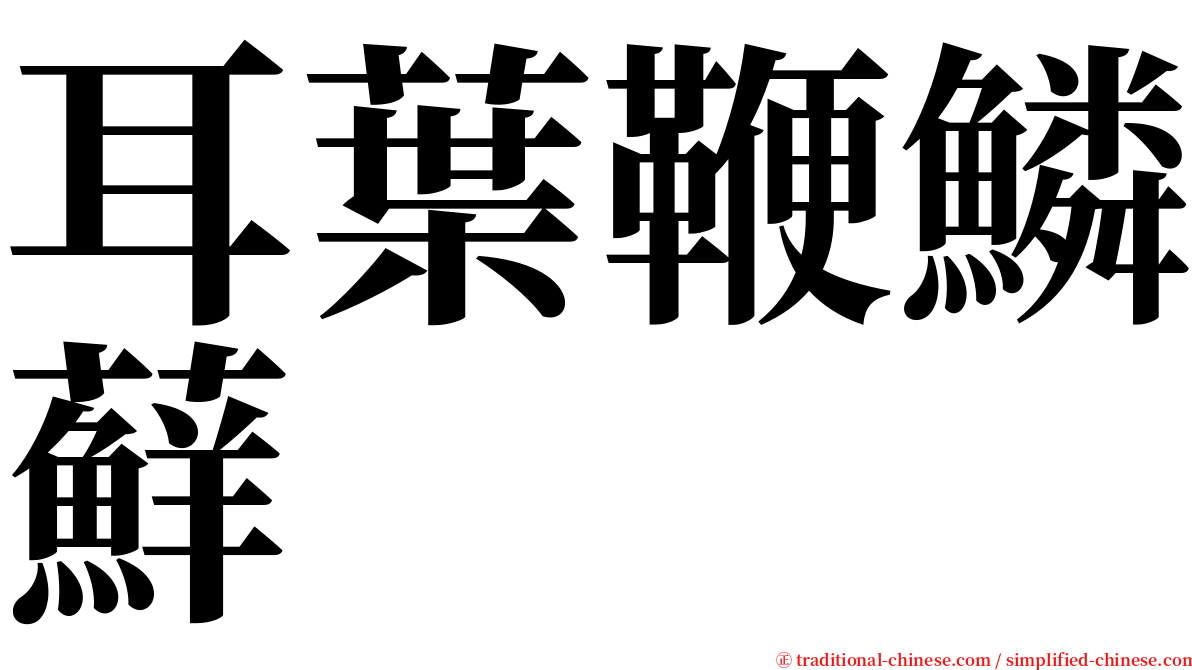 耳葉鞭鱗蘚 serif font