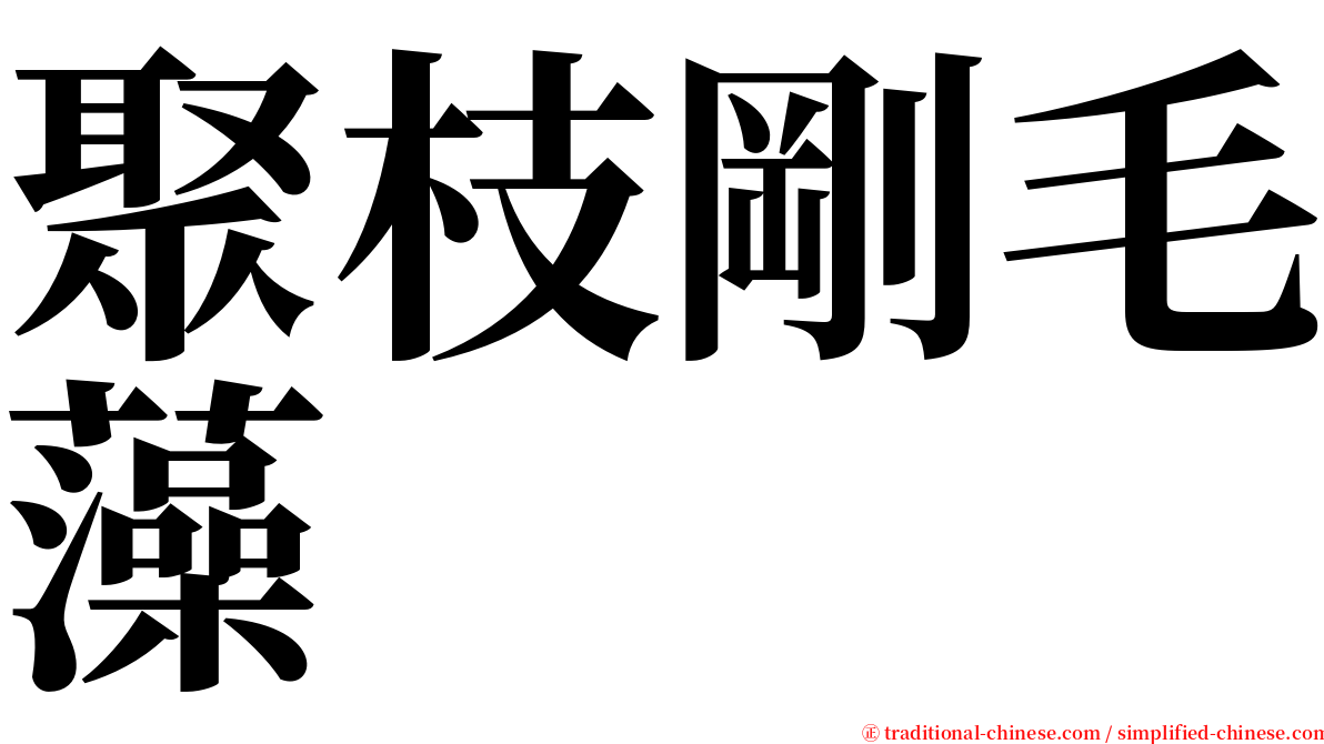 聚枝剛毛藻 serif font