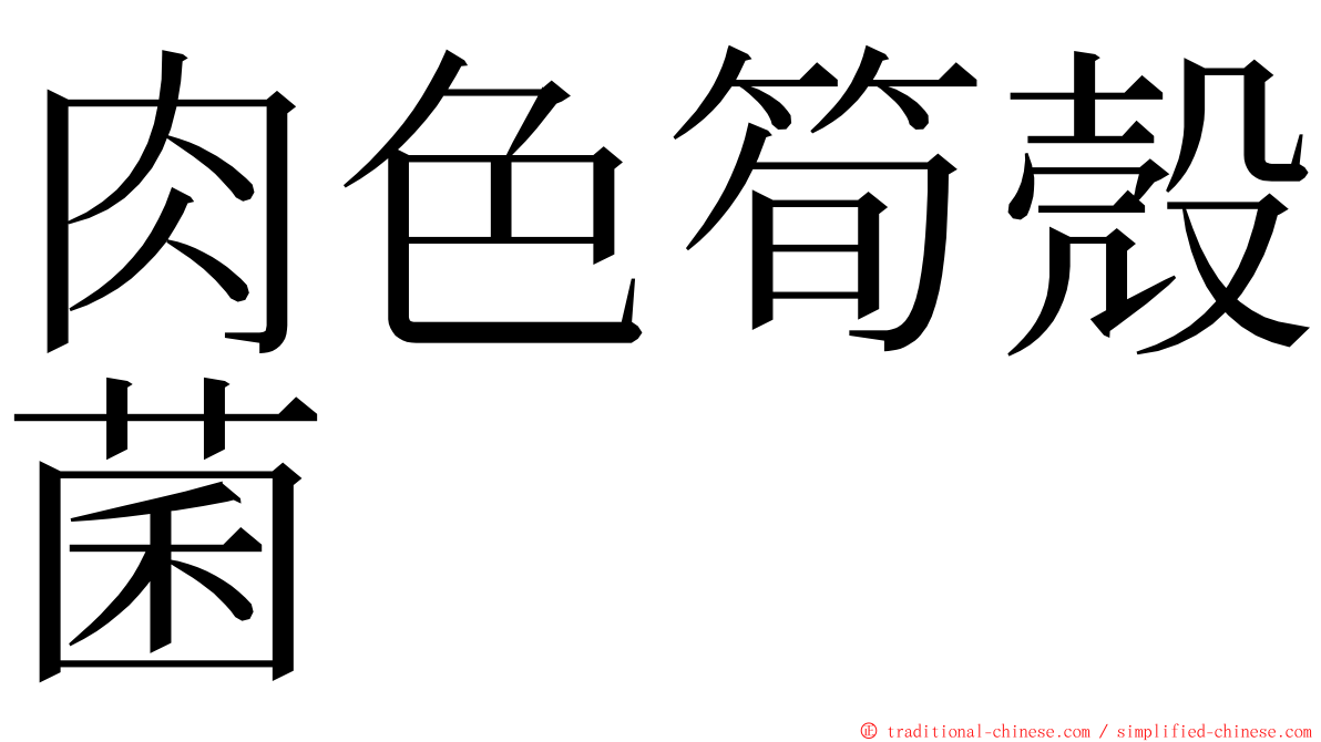 肉色筍殼菌 ming font