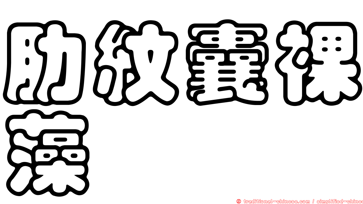肋紋囊裸藻