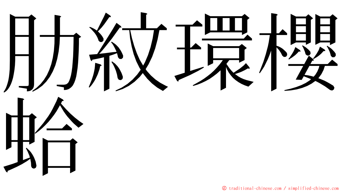 肋紋環櫻蛤 ming font