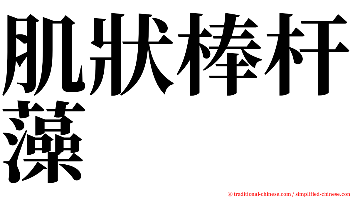 肌狀棒杆藻 serif font