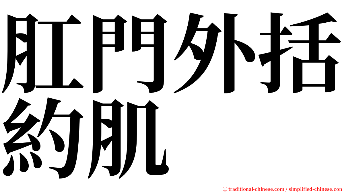 肛門外括約肌 serif font