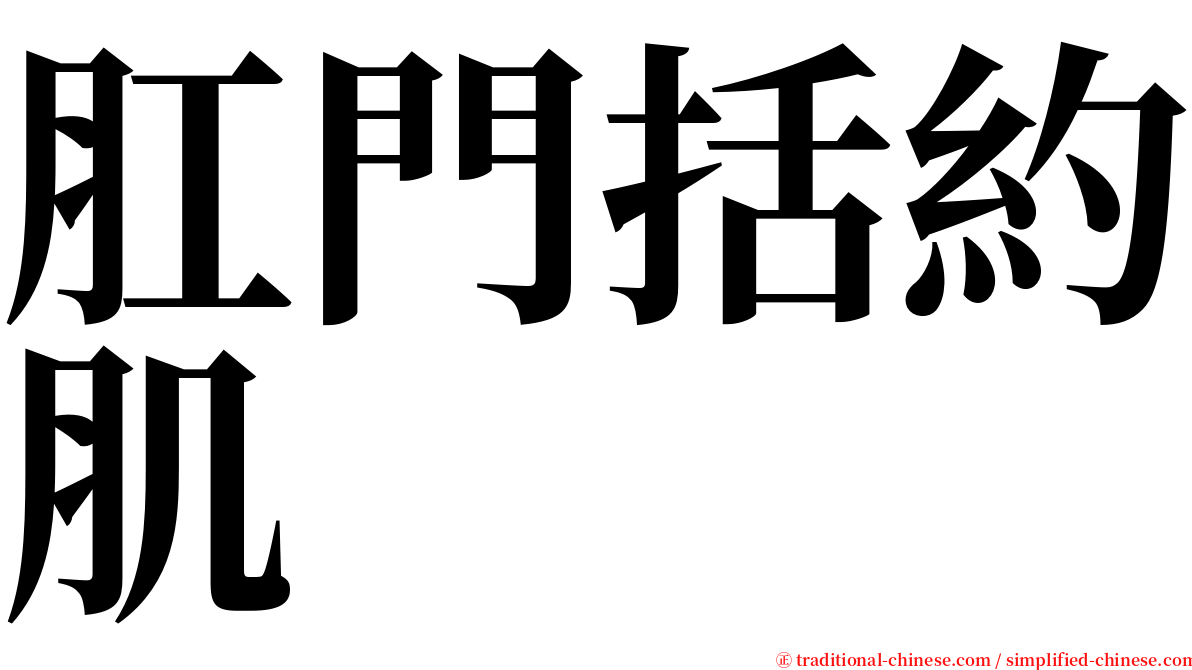 肛門括約肌 serif font