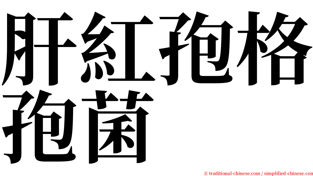 肝紅孢格孢菌 serif font