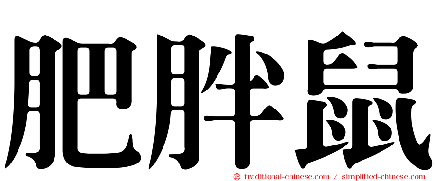 肥胖鼠