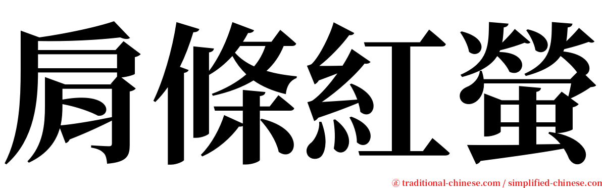 肩條紅螢 serif font