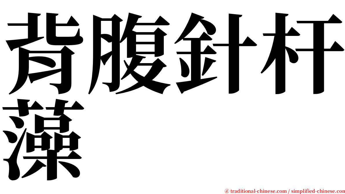 背腹針杆藻 serif font