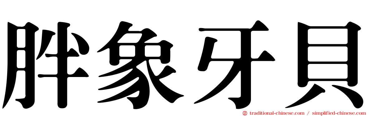 胖象牙貝