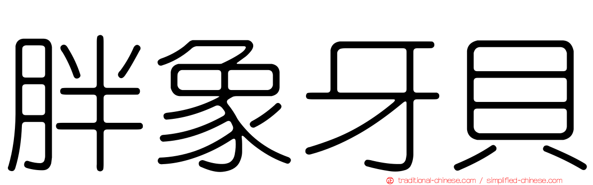 胖象牙貝