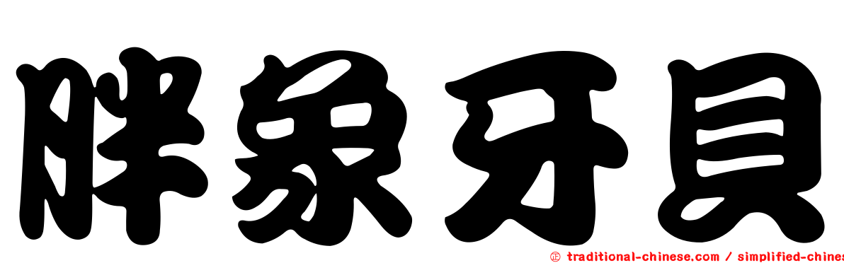 胖象牙貝