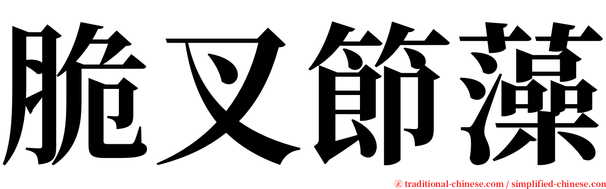 脆叉節藻 serif font