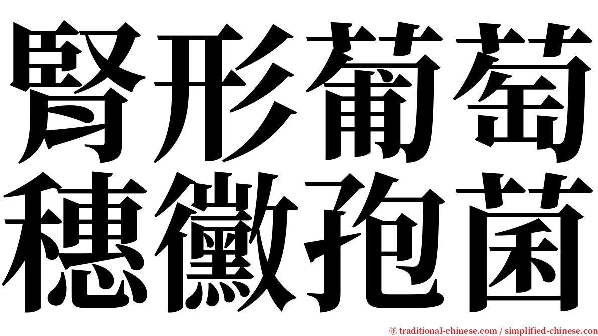 腎形葡萄穗黴孢菌 serif font