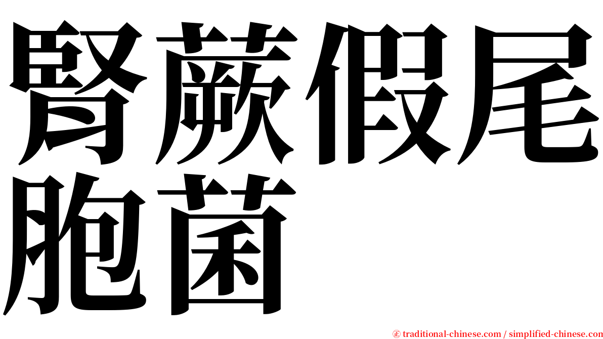 腎蕨假尾胞菌 serif font