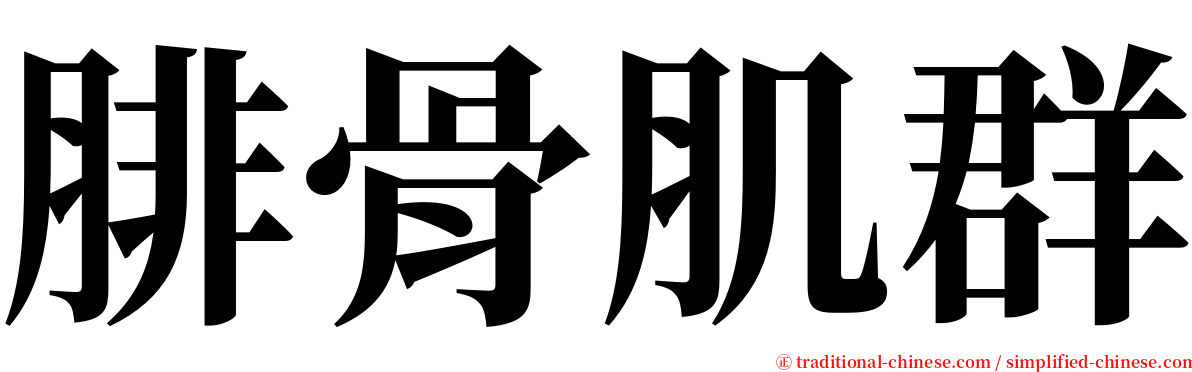 腓骨肌群 serif font