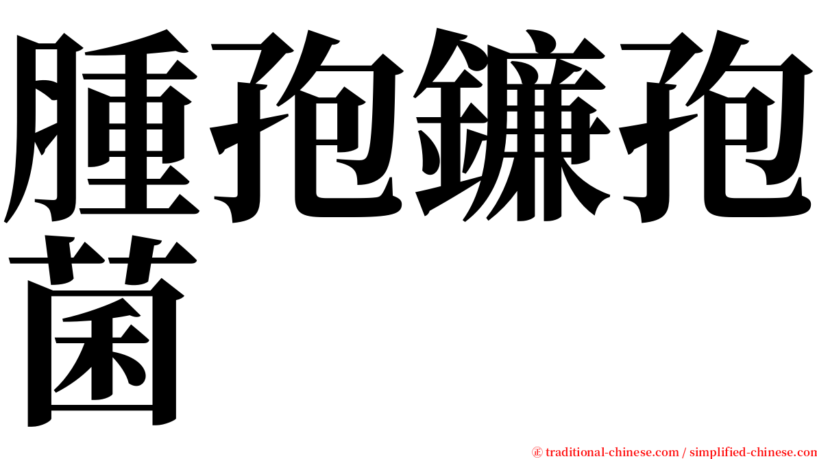 腫孢鐮孢菌 serif font