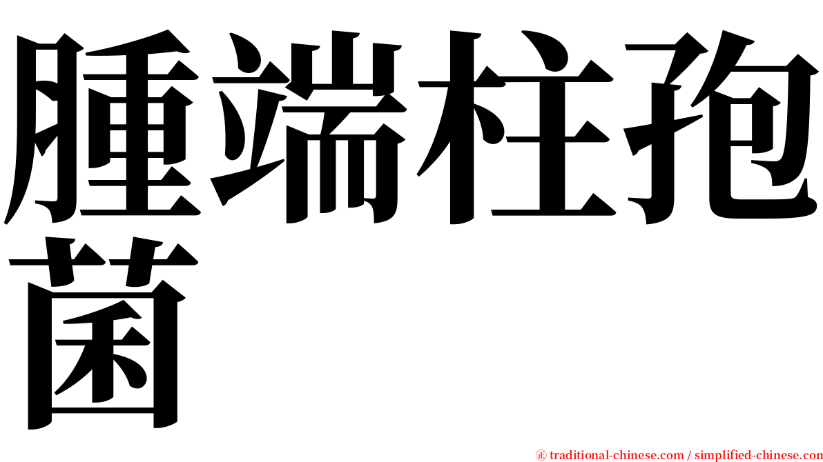 腫端柱孢菌 serif font