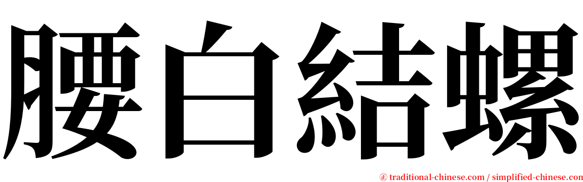 腰白結螺 serif font