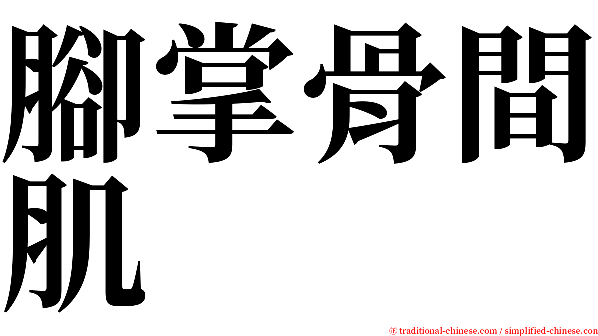 腳掌骨間肌 serif font