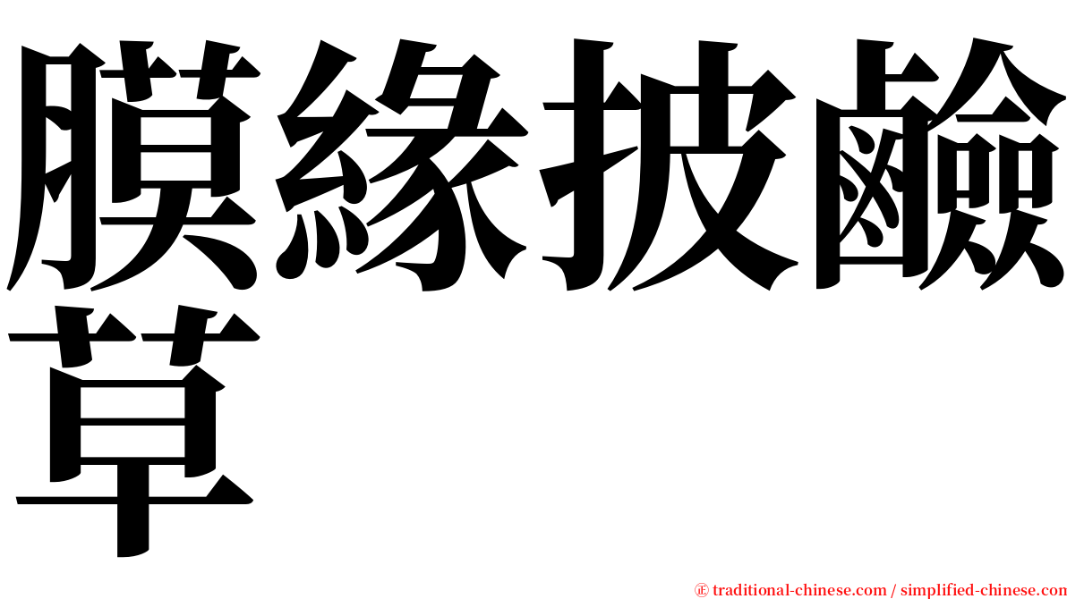 膜緣披鹼草 serif font