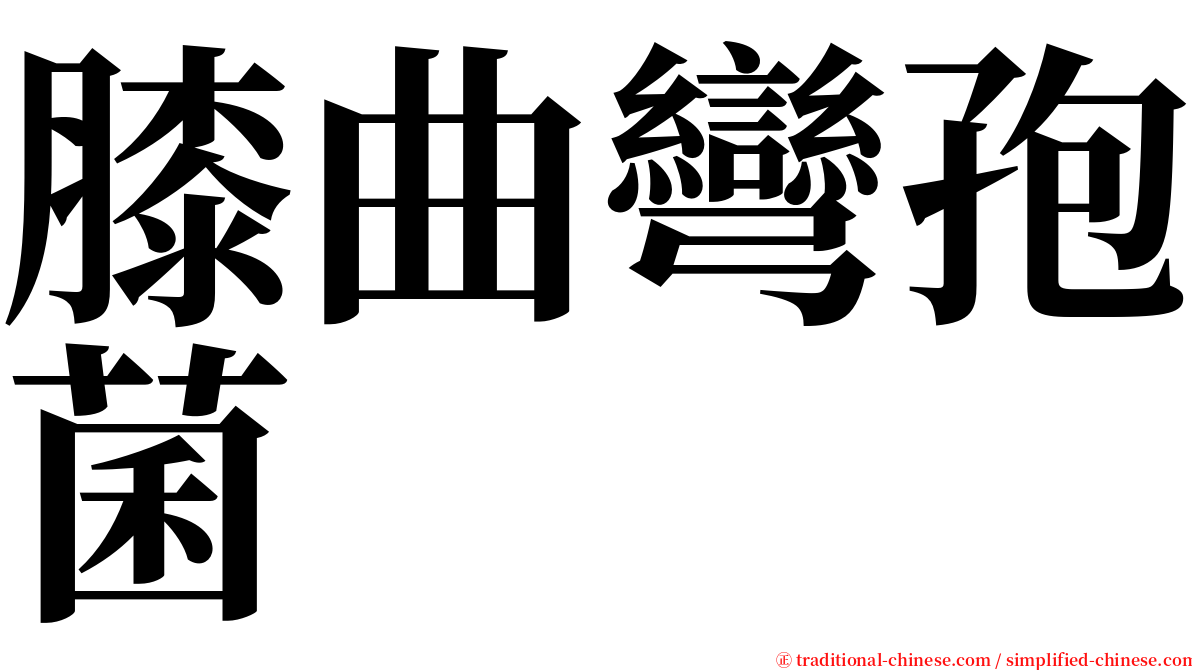 膝曲彎孢菌 serif font