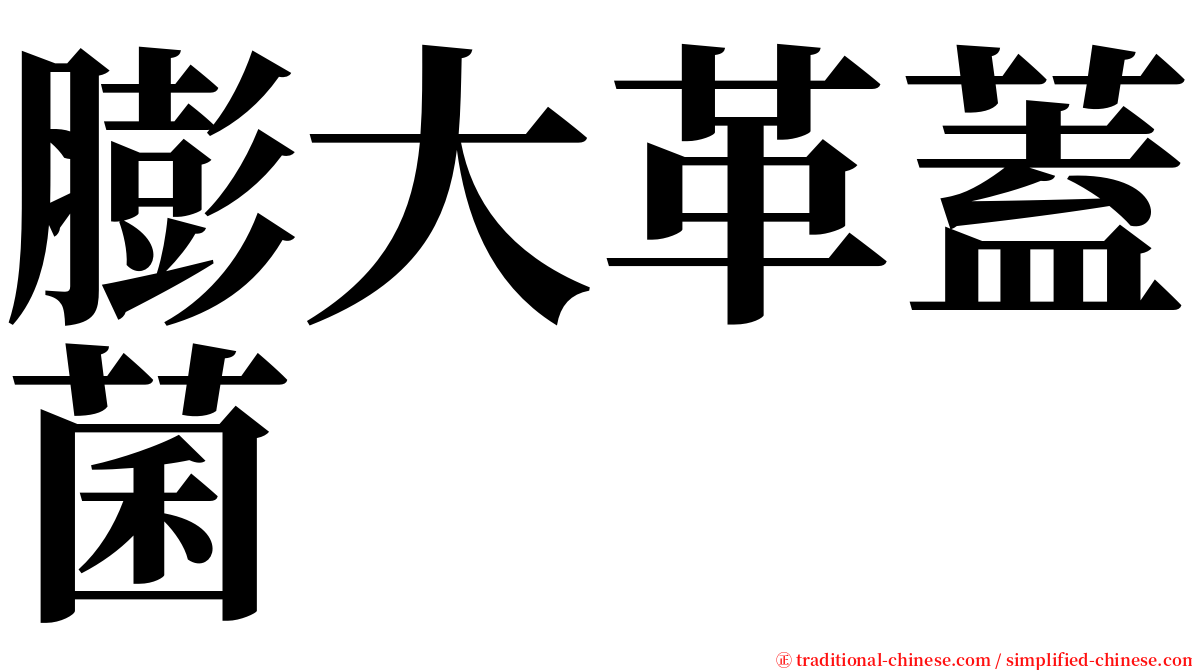 膨大革蓋菌 serif font