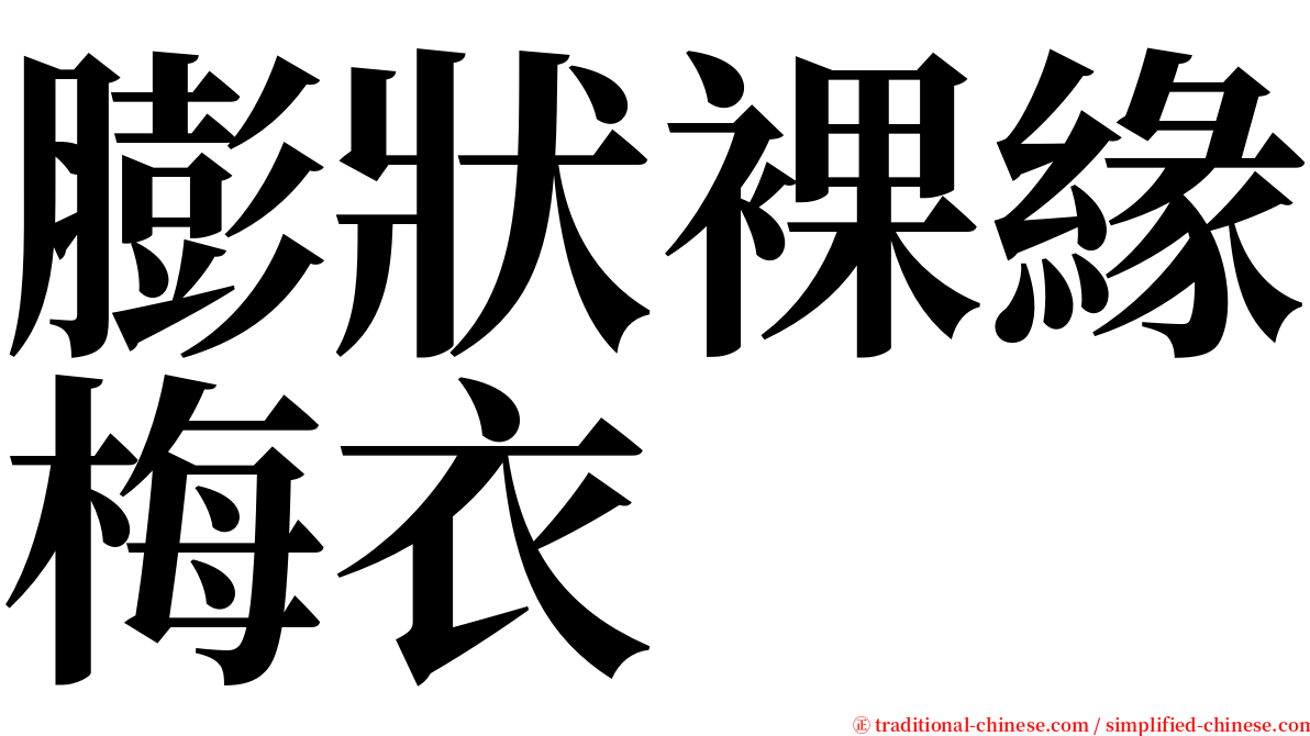 膨狀裸緣梅衣 serif font