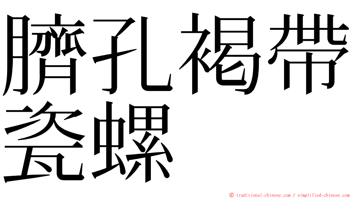 臍孔褐帶瓷螺 ming font