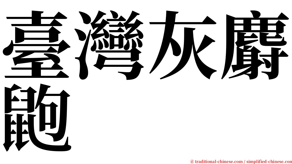 臺灣灰麝鼩 serif font