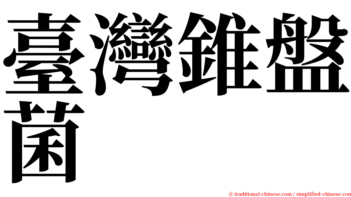 臺灣錐盤菌 serif font