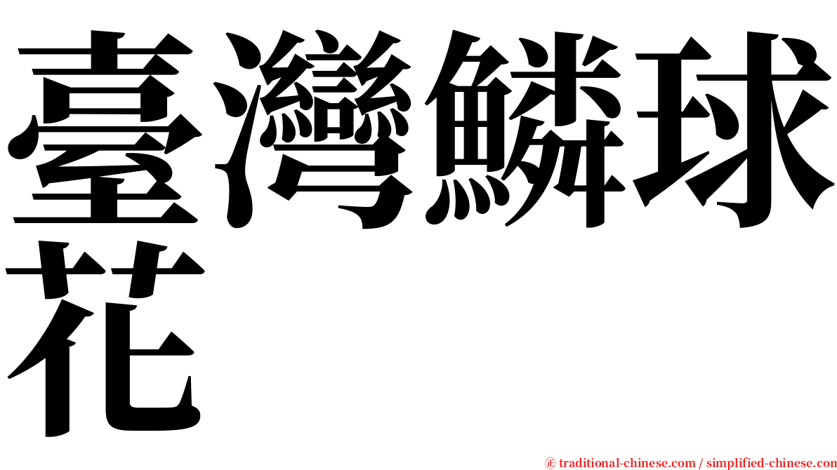 臺灣鱗球花 serif font