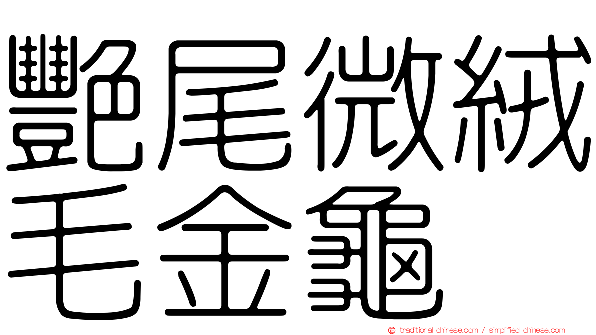 艷尾微絨毛金龜